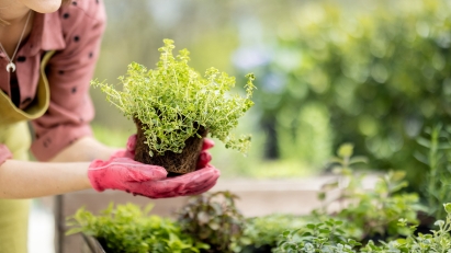 Home & Garden