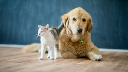 Pets